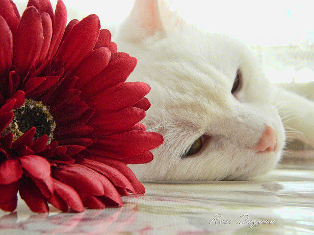 leyu.com-_专业解说员：用镜头讲述比赛背后的故事_，比赛解说技巧