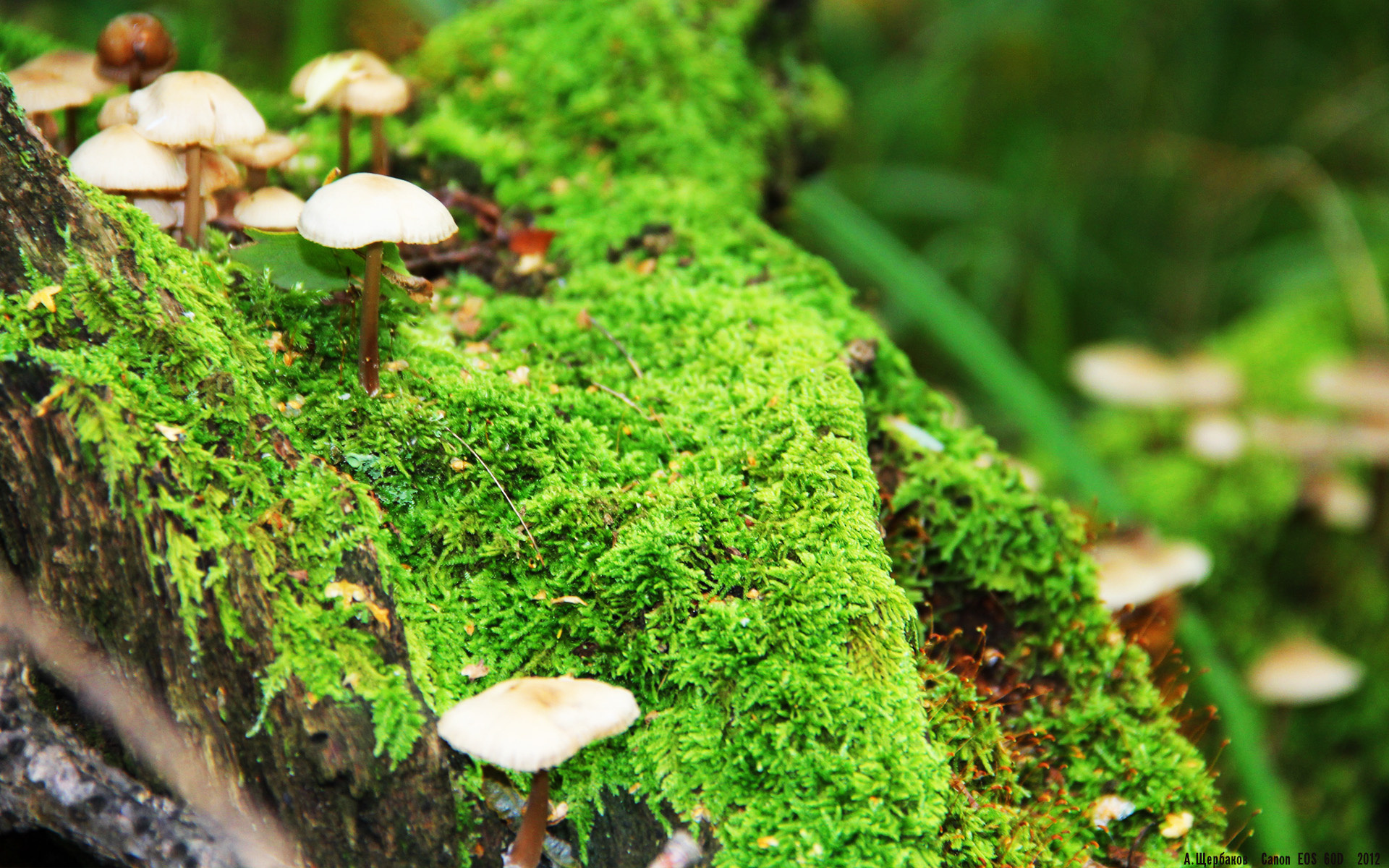 德甲推出全新观众体验套餐，推动足球文化多元发展，德甲表演赛