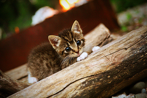 新一代电竞装备面市,助力玩家迈向巅峰,中国电竞的新一代
