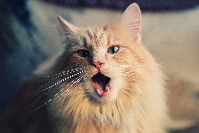 欧冠“最精彩的团队配合”:艺术与力量的完美结合,欧冠各个球队的口号