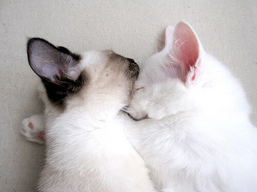 勇士发挥团队精神击溃对手，勇士发挥团队精神击溃对手