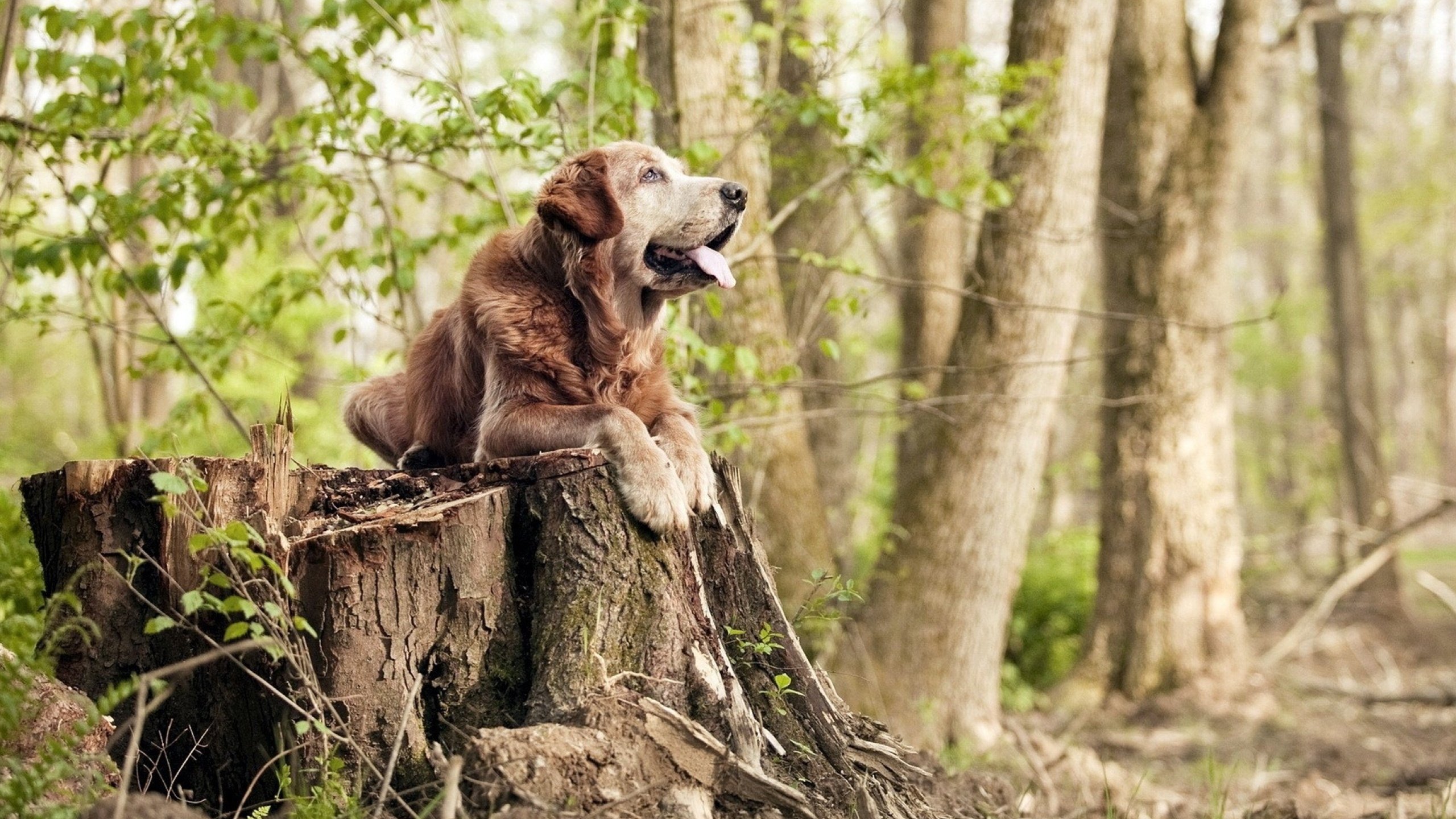 帕尔马-输给AC米兰，遭遇连败，帕尔马什么联赛