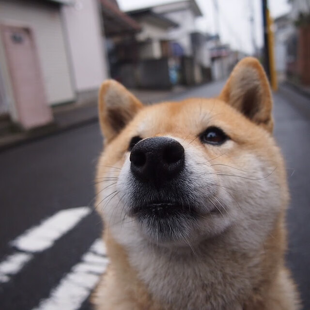 帕尔马前锋状态回暖，助球队连胜，帕尔马巅峰时期阵容