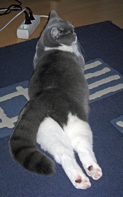 乐鱼官网-爵士球队主场战绩稳步攀升，爵士球队主场战绩稳步攀升