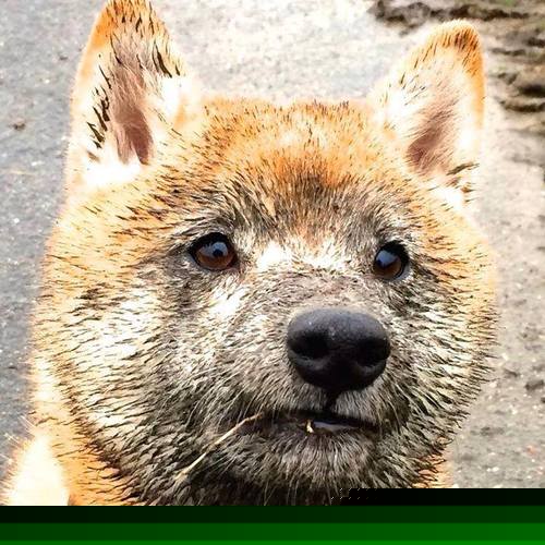 乐鱼官方登录入口-电竞主播多平台运营的策略调整及效果评估方法，电竞主播合作