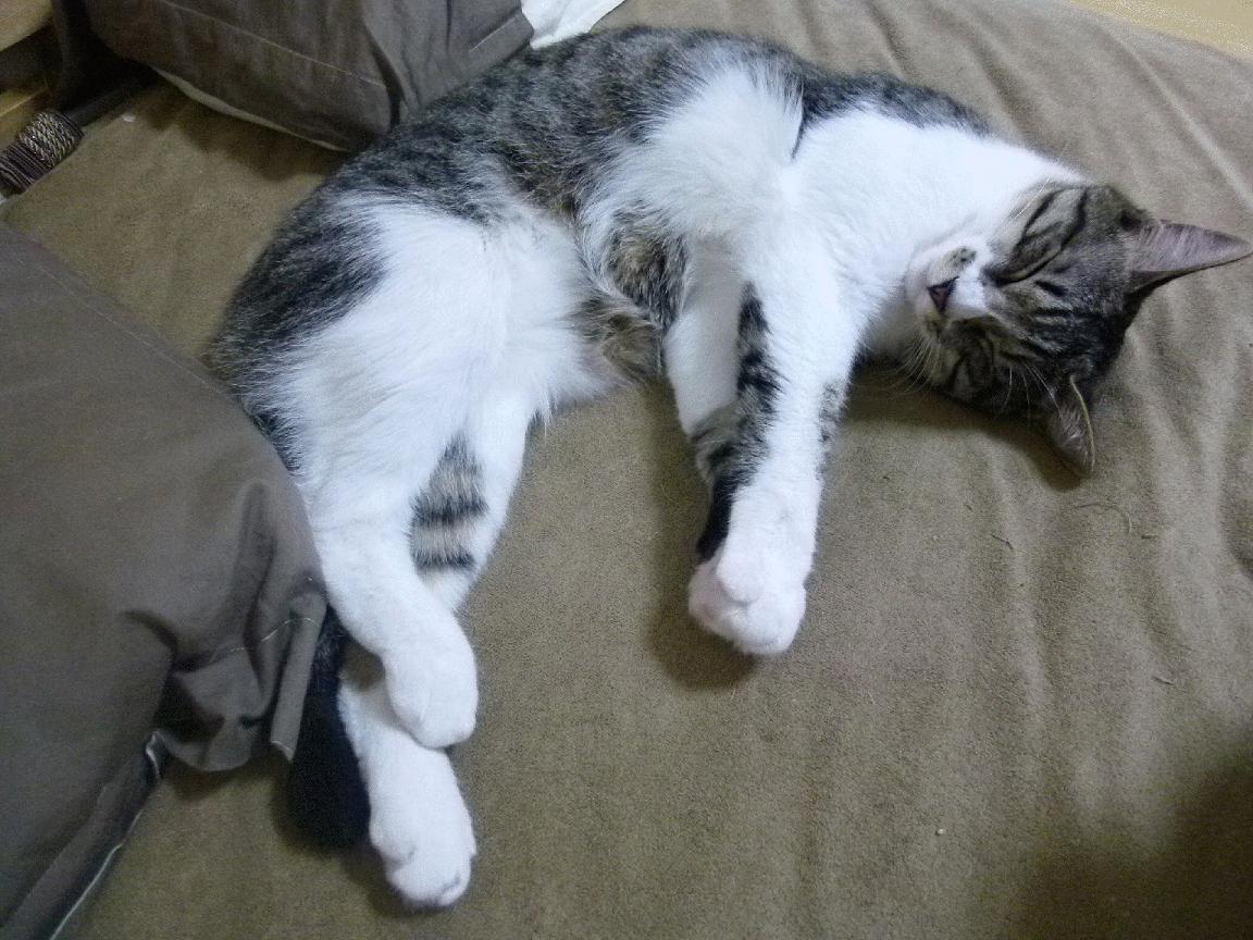 乐鱼体育平台官网-篮网进攻停滞遭凯尔特人双杀，篮网队凯尔特人队