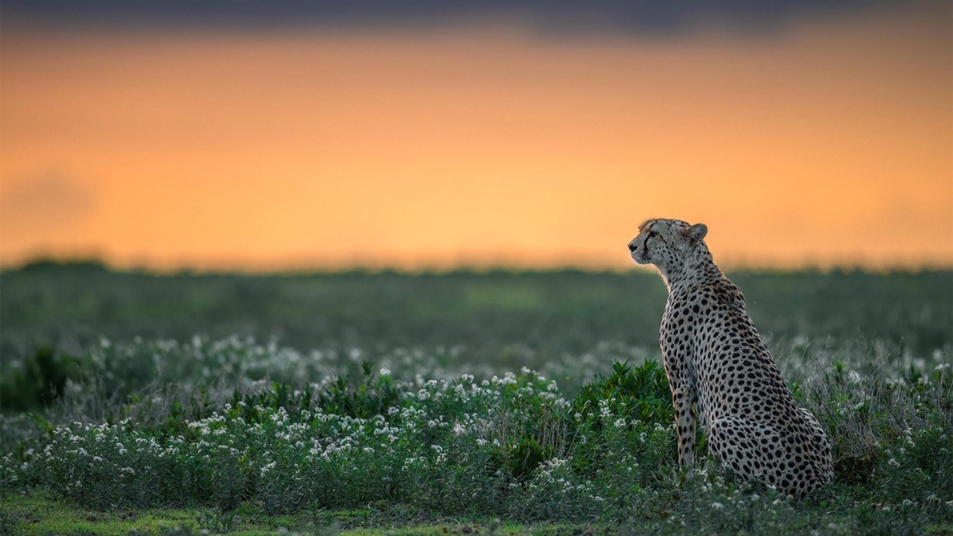 防守效率是否仍是总冠军标准，防守赢得总冠军谁说的