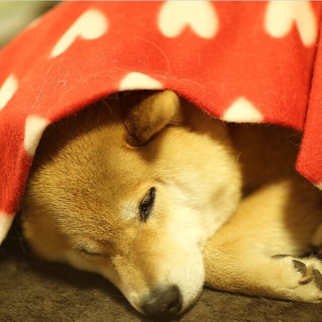 世界游泳锦标赛中国女将再获金牌，世界游泳锦标赛2020