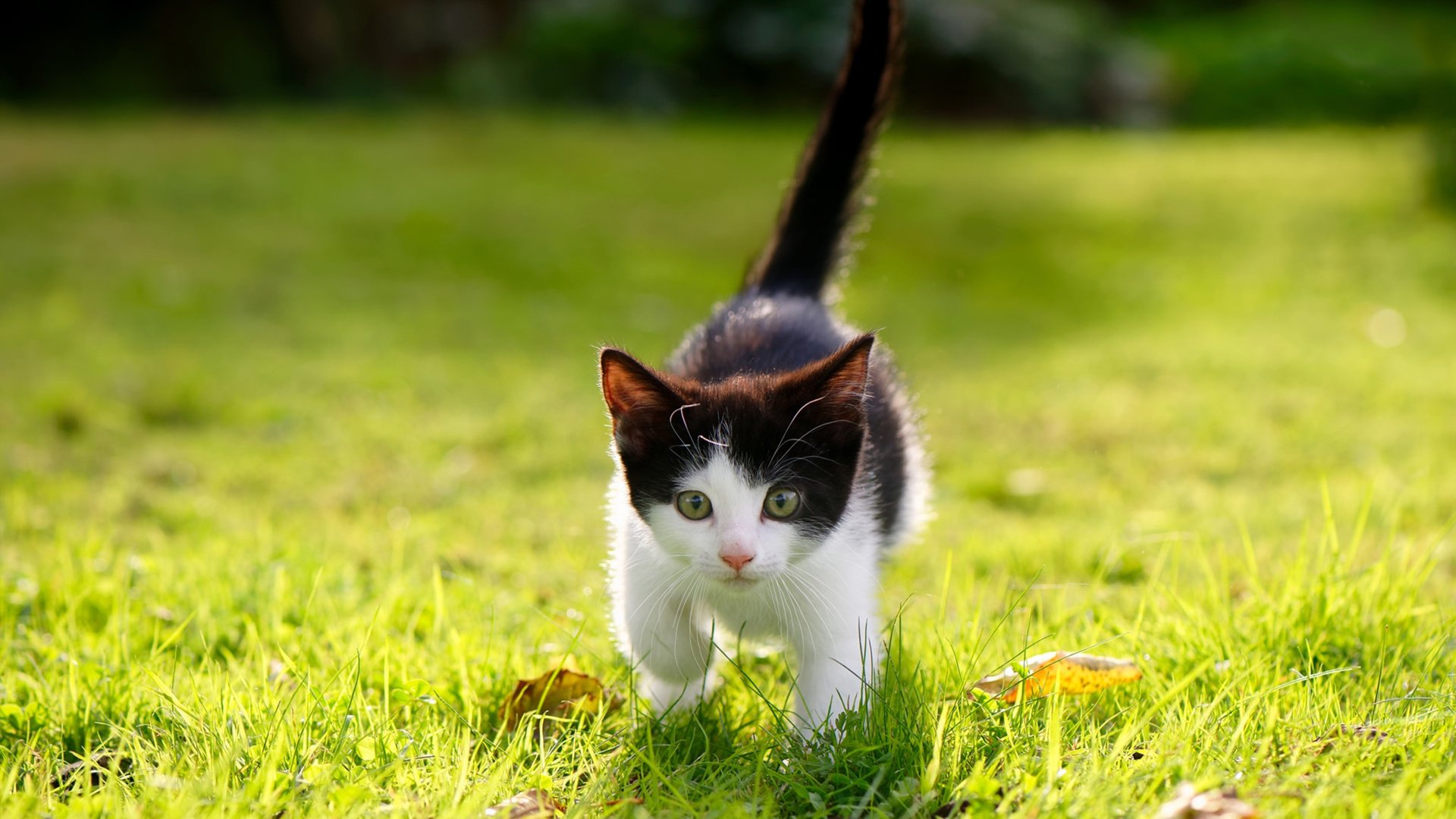 乐鱼体育APP官方下载-中国足球门将二次反应时间评估，门将二次触球怎么判罚