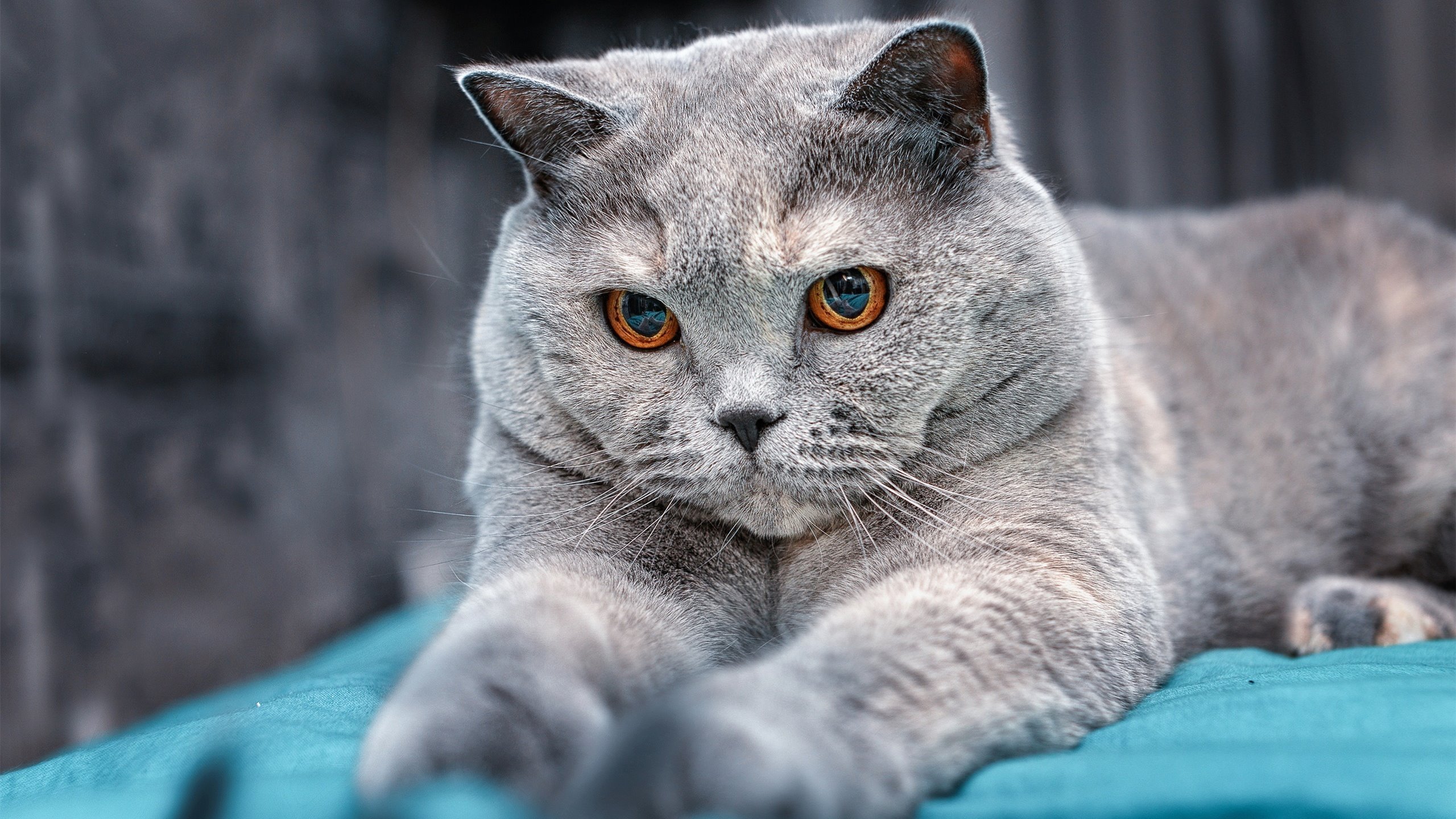 德甲赛程密集区间轮换制度对比赛节奏影响，德甲赛程密集区间轮换制度对比赛节奏影响大吗