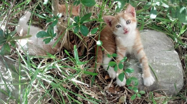 法甲实际战术板使用率与胜率关系初步调查,战术板足球