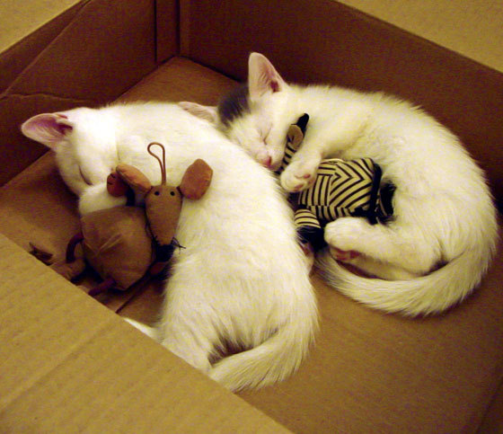 CBA球队集体南下拉练 适应高温训练挑战，cba下面的联赛