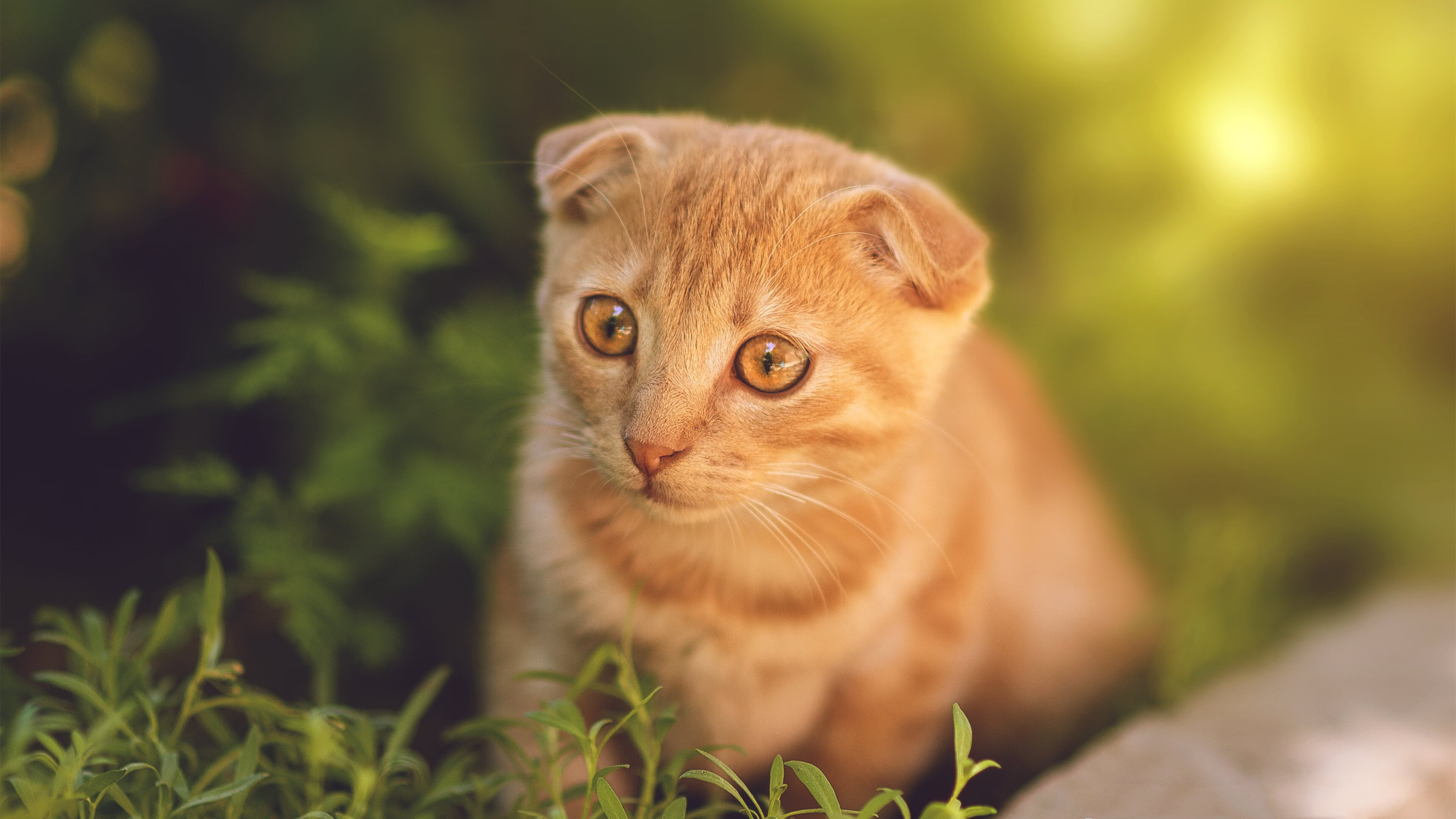 三强战术差异显现 澳队强调起速优势