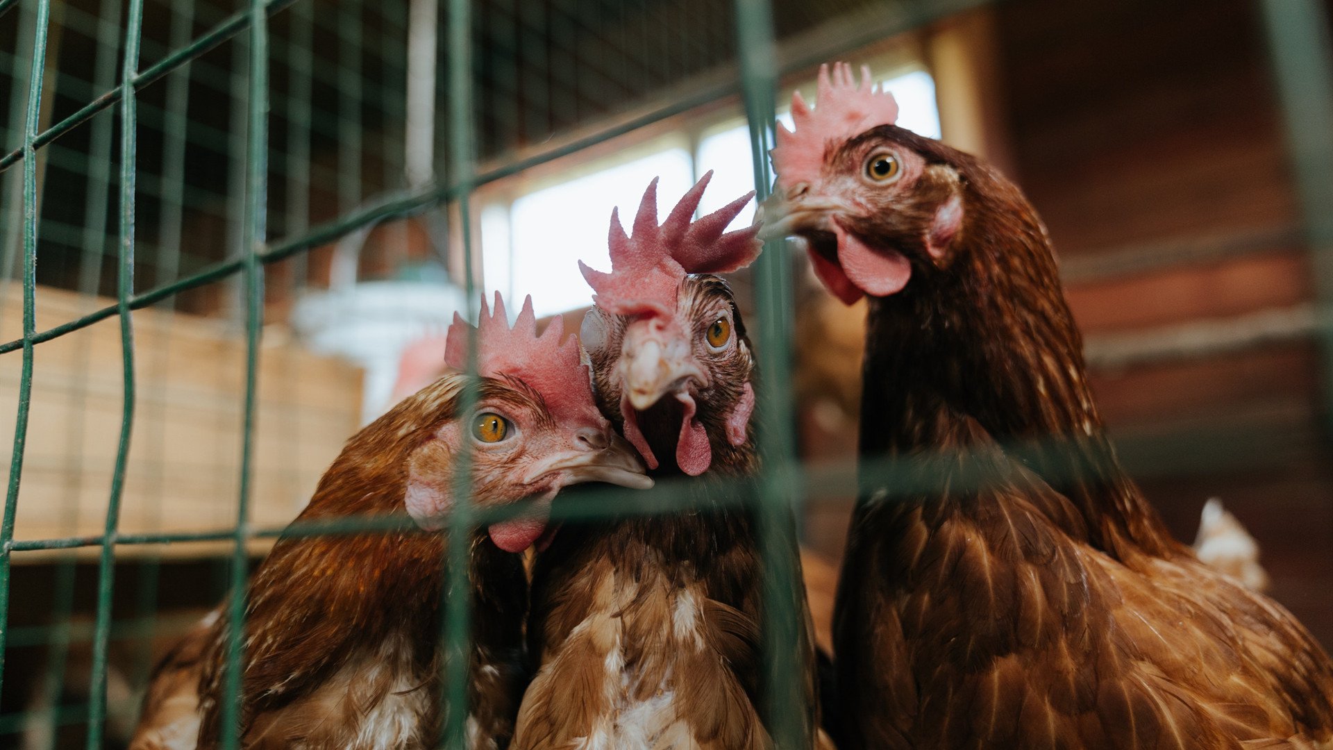 德国队未来目标：在国际乒联混合团体世界杯中夺回荣耀，德国队乒乓球名单