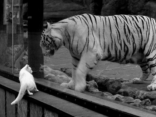 男子100自滑行与划频配合研究，男子自由滑世界纪录