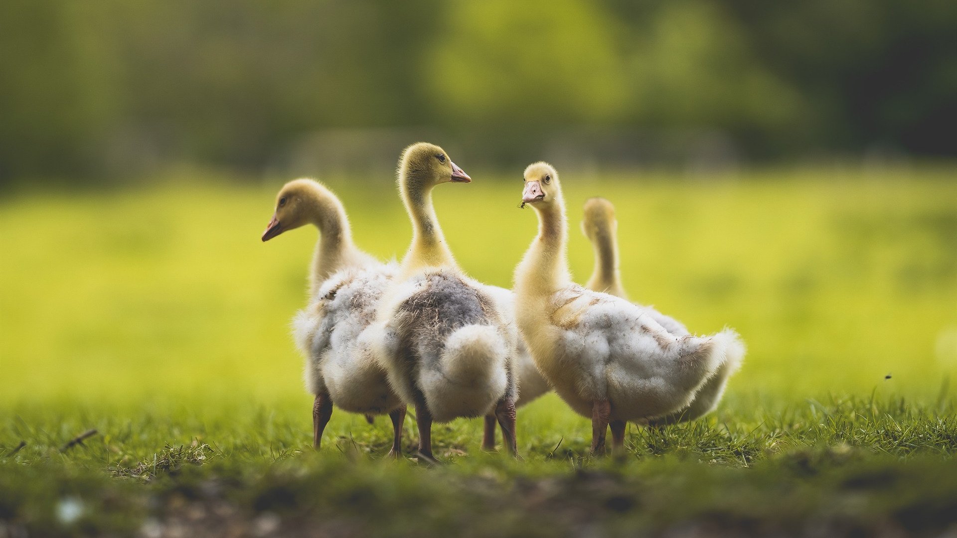 塔特的球场智慧与精准的进攻策划，使袋鼠队战无不胜