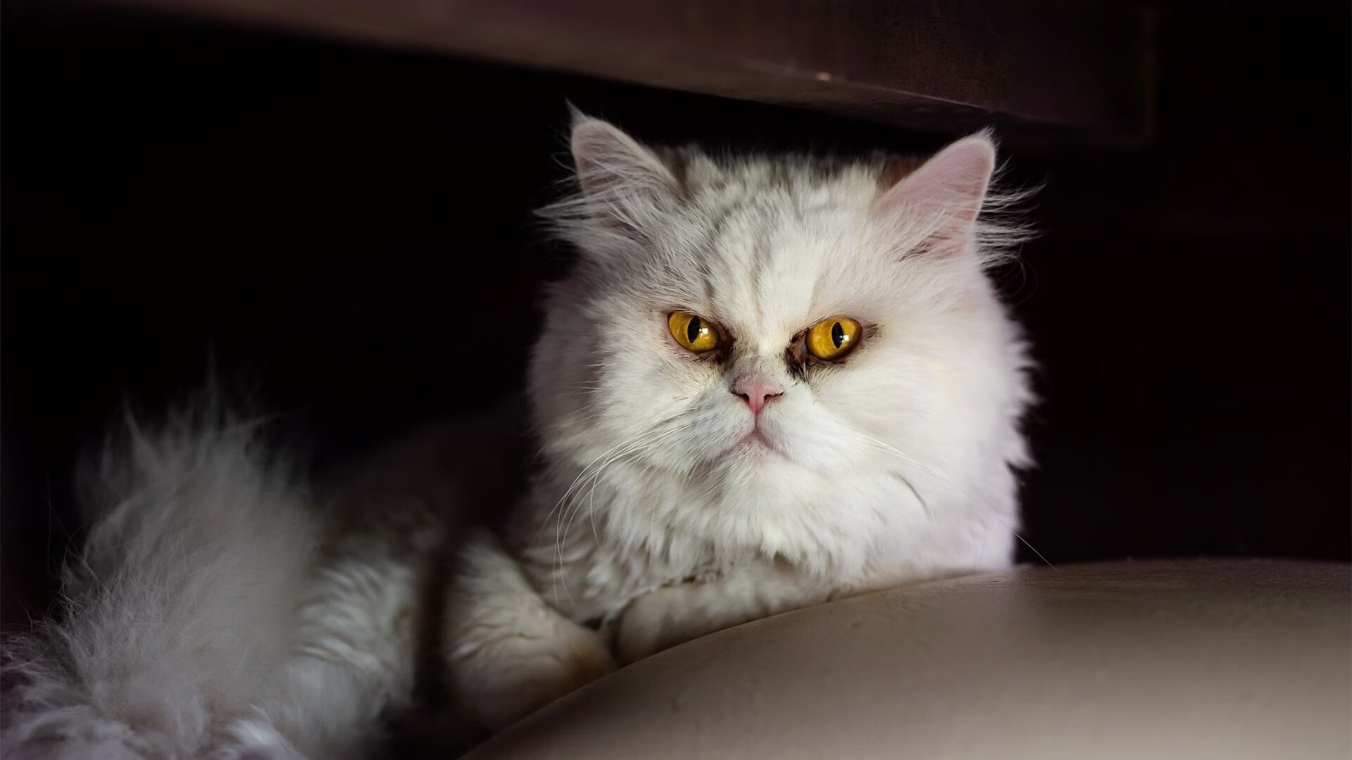 leyu.com-斯密斯：全黑队防线背后的无形力量，瞬间启动反击，拳王斯密斯