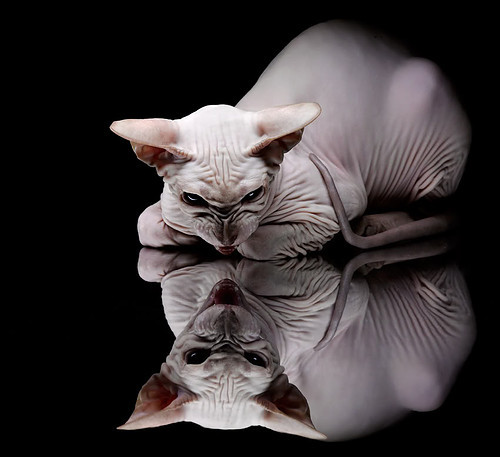 电子竞技法务合规指引发布引关注,电子竞技法律问题